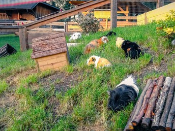 Ferien-Erlebnisurlaub für die ganze Familie im Kinderhotel inkl. Vollpension | 7 Nächte