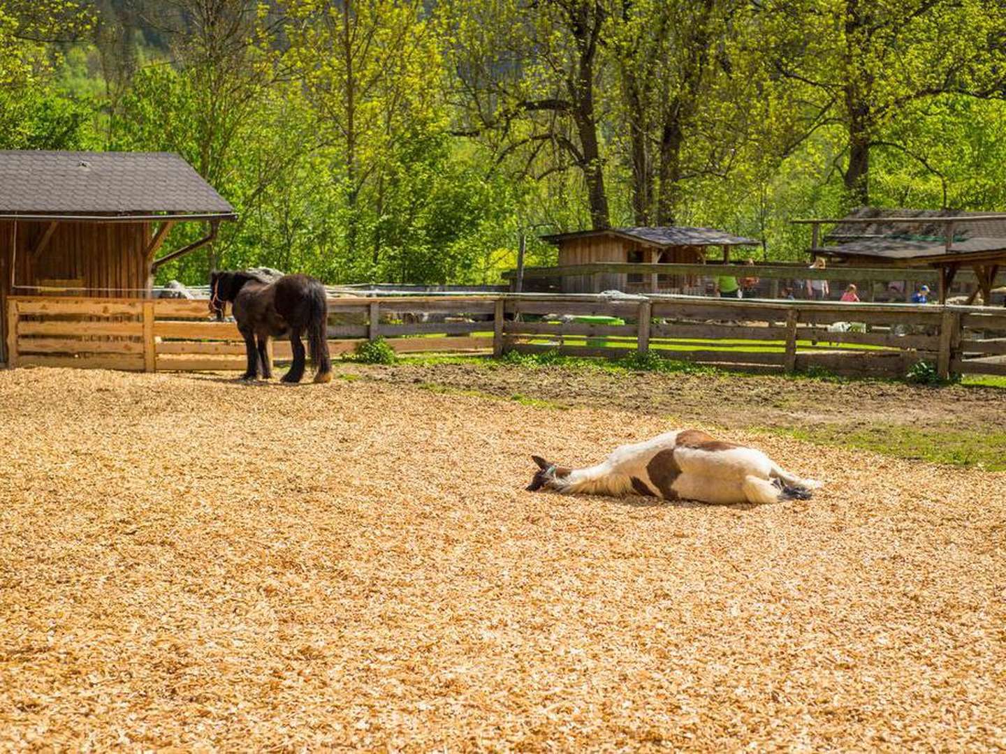 Ferien-Erlebnisurlaub für die ganze Familie im Kinderhotel inkl. Vollpension | 7 Nächte