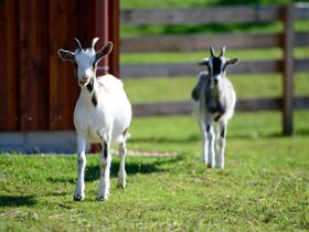Abenteuer für zwei – Naturerlebnis & Erholung im Burgenland I 6 Nächte 