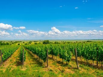 Urlaub in der Region Neusiedler See | 5 Nächte 