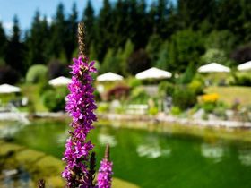 Weihnachten im Ferienhotel Hubertus