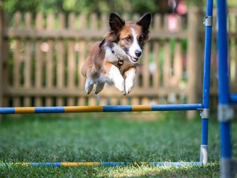 Hundstage im Sommer in der Ramsau - Kurzurlaub mit Ihrem Vierbeiner | 4 Nächte