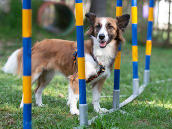 Hundstage im Sommer in der Ramsau - Kurzurlaub mit Ihrem Vierbeiner | 4 Nächte