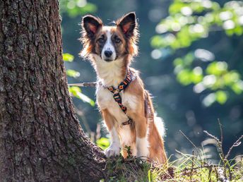 Hundstage im Sommer in der Ramsau - Kurzurlaub mit Ihrem Vierbeiner | 4 Nächte