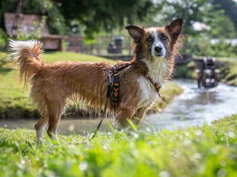 Wanderwoche mit Hund in der Ramsau mit gratis Aufenthalt für Hund