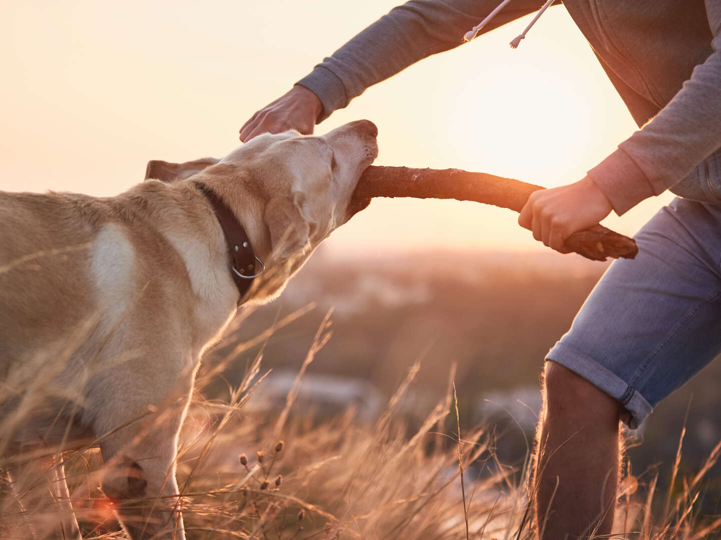 Hundstage im Sommer in der Ramsau - Kurzurlaub mit Ihrem Vierbeiner | 4 Nächte