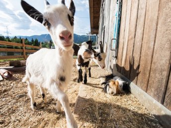 Appartementurlaub in Zell am See - Erholung inmitten der Berge | 4 Nächte
