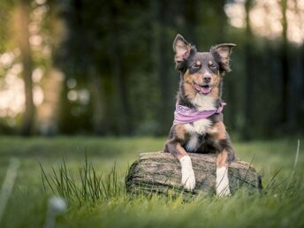 Wald-Auszeit zu zweit – 3 Tage im Bayerischen Wald