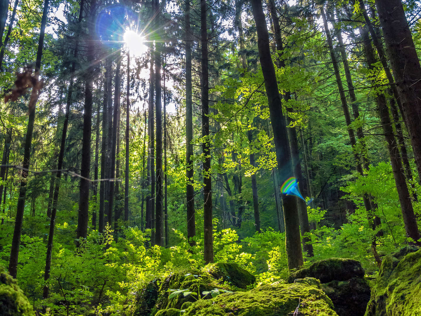 Wald-Auszeit zu zweit – 3 Tage im Bayerischen Wald