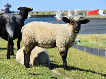 Dem Meer so nah - Büsum entdecken