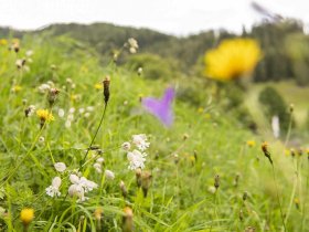 Sommerferien inmitten der Nockberge - Natur pur mit kulinarischem Genuss | 7 Nächte  