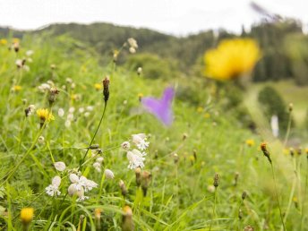 Sommerferien inmitten der Nockberge - Natur pur mit kulinarischem Genuss | 5 Nächte  