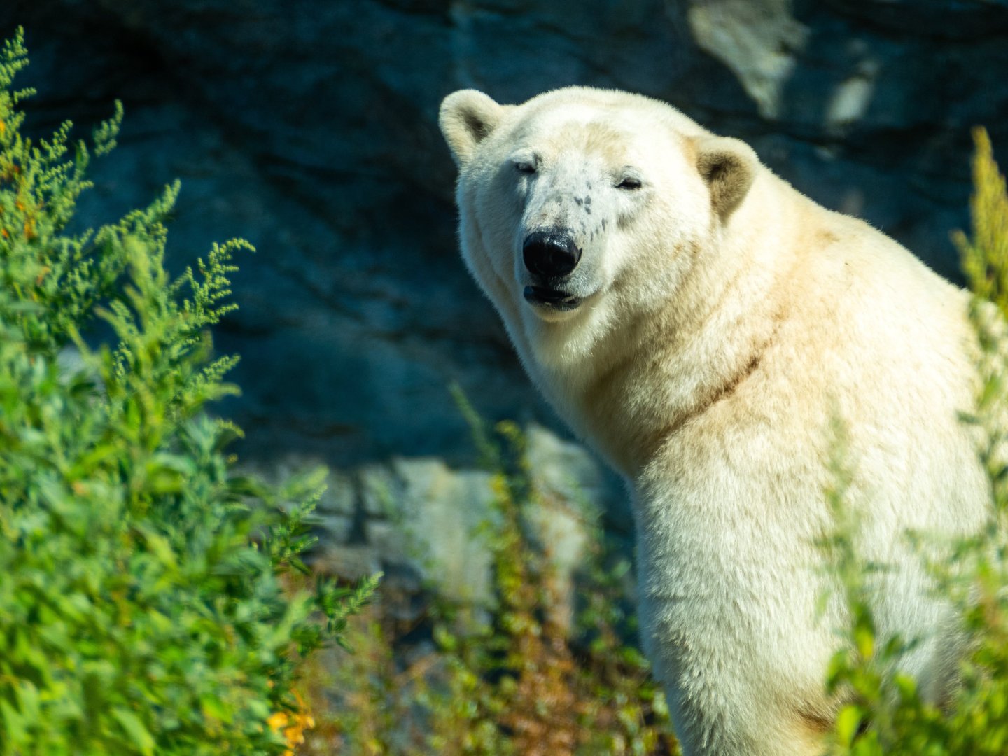 Tierisch gut - Kurzurlaub Wien mit Tiergarten Schönbrunn | 4 Nächte