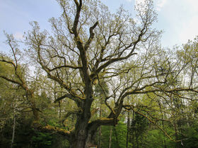 4 Tage Auszeit in Bad Blumau | inkl. 20% Ermäßigung im Rogner Bad - 5 Autominuten entfernt