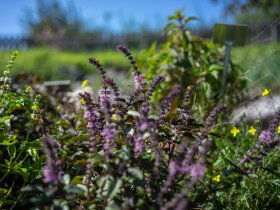 Höchsten Zeit 6 Tage mit Blick Richtung Bodensee und Alpenkette