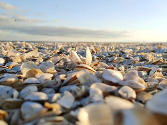 Kurzurlaub an der Ostsee in Swinemünde |3 Tage mit Frühstück