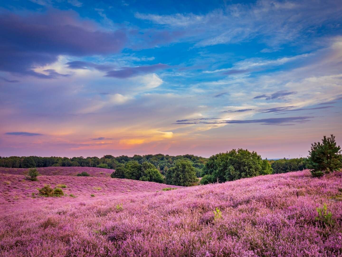 Kurzurlaub nahe Arnhem: Kultur und Natur erleben 4 Nächte