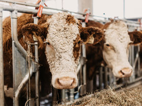 Sonnenskilauf im Salzburger Land - Winterurlaub im Naturhotel | 4 Nächte