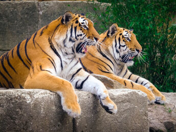 Die Welt der Tiere im Zoo Hannover | 3 Tage