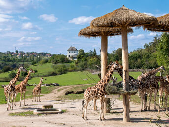 Die Welt der Tiere entdecken im Zoo Prag | 4 Tage