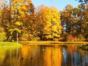 Goldener Herbst an der Saarschleife inkl. Baumwipfelpfad & Cloefbad