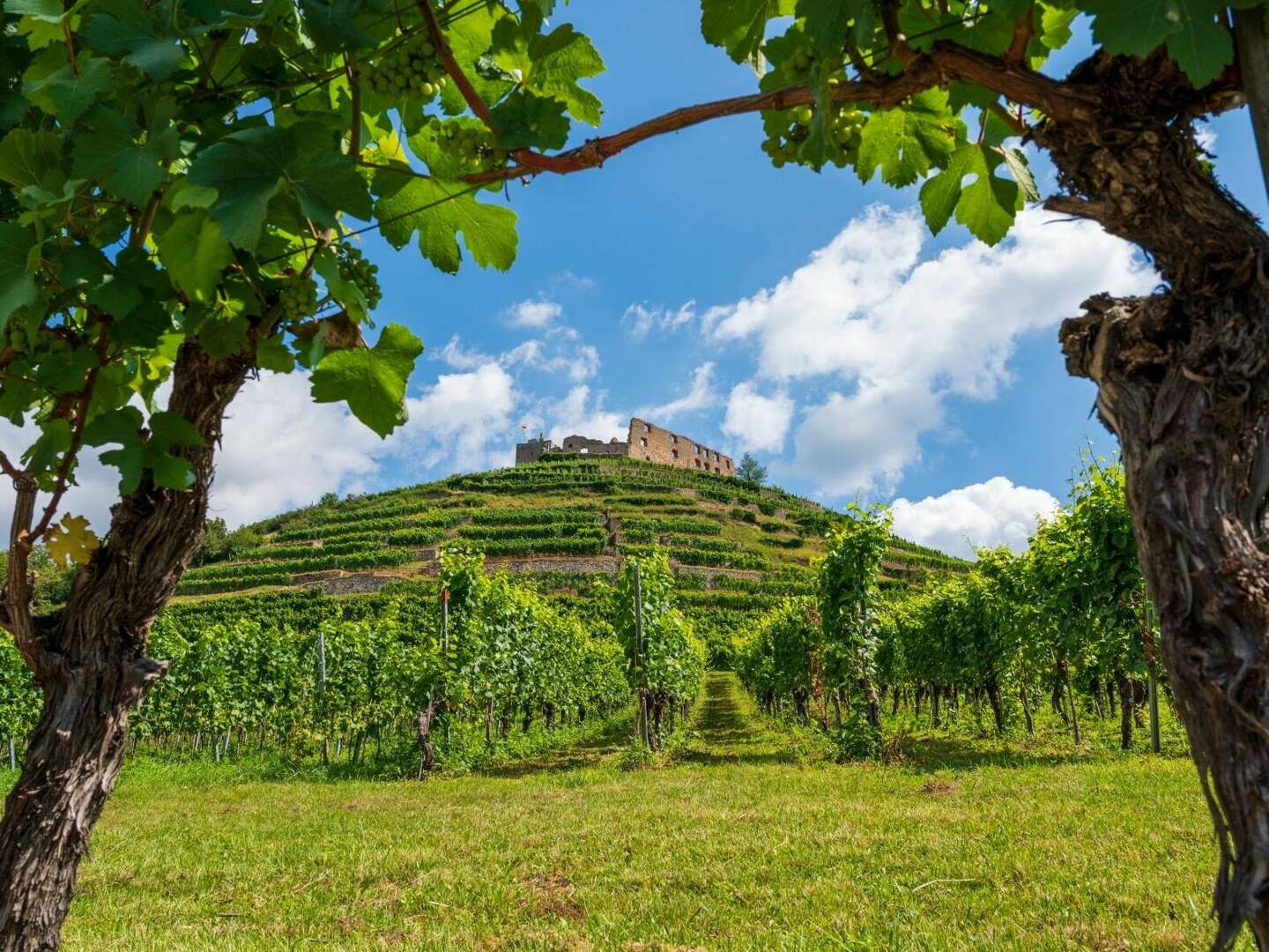 Schönes Land in Sicht - bei Freiburg im Breisgau - 6 Tage inkl. 1 Tag Leihfahrrad