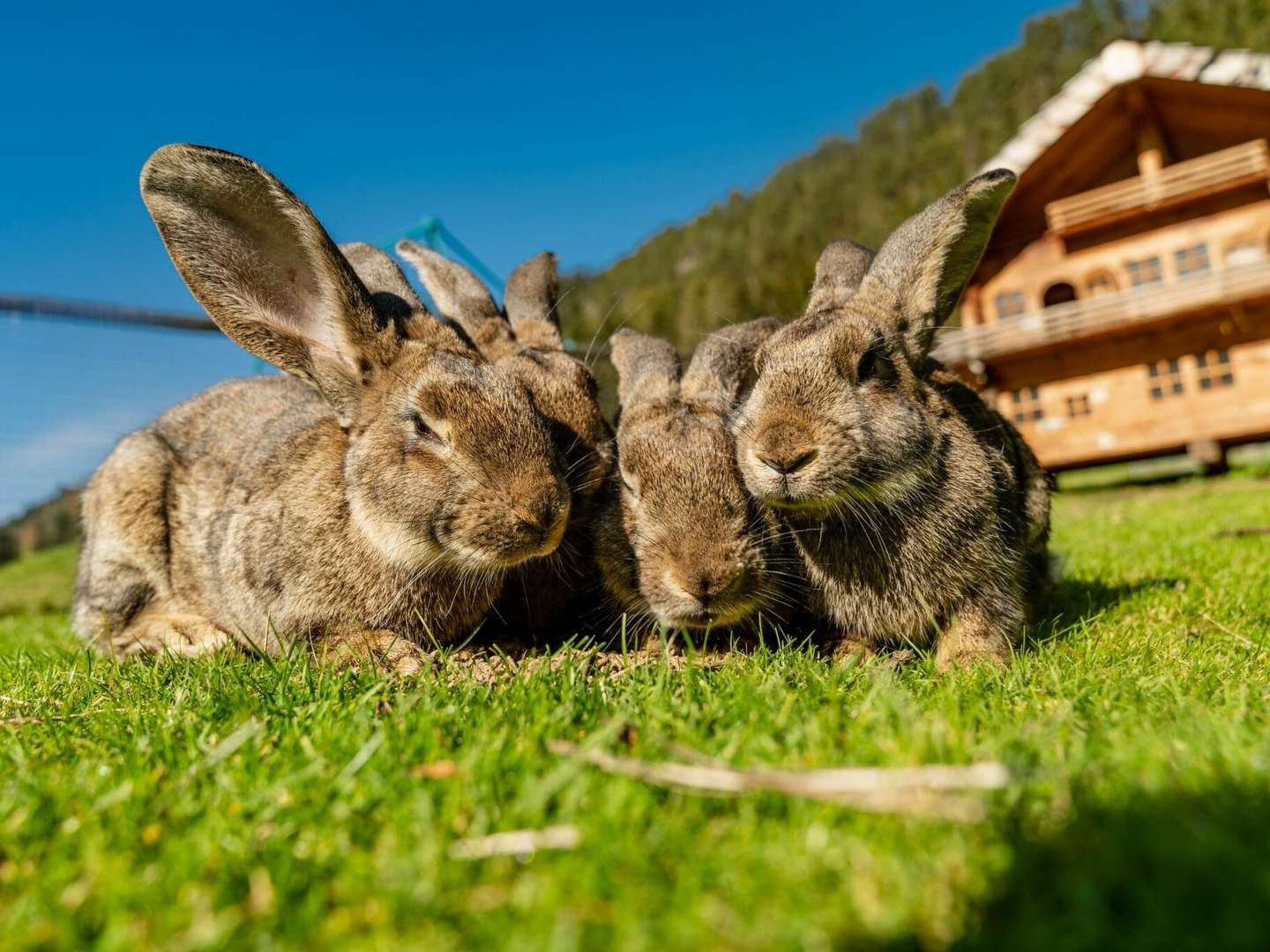 Familien-Hit im Familienhotel im Salzburger Land | 3 Nächte