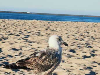 Wanderung am Ostsee-Strand | 2ÜF 