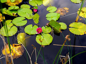 4-tägiges Weihnachtspaket mit Live-Musik in Twente - 3 Nächte