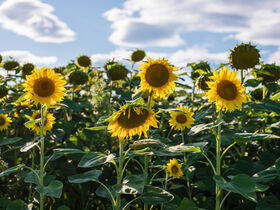 Silvester in Ruhe genießen / 2 Nächte ink. Frühstück
