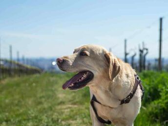 Fellnassen aufgepasst | 3 Tage Urlaub mit Hund in Lutzmannsburg