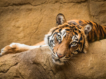 5 Erlebnistage im Zoo & Palmenhaus Posen