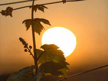 2 Tage Drahtesel - Die Weinregion Saale-Unstrut mit dem Rad 