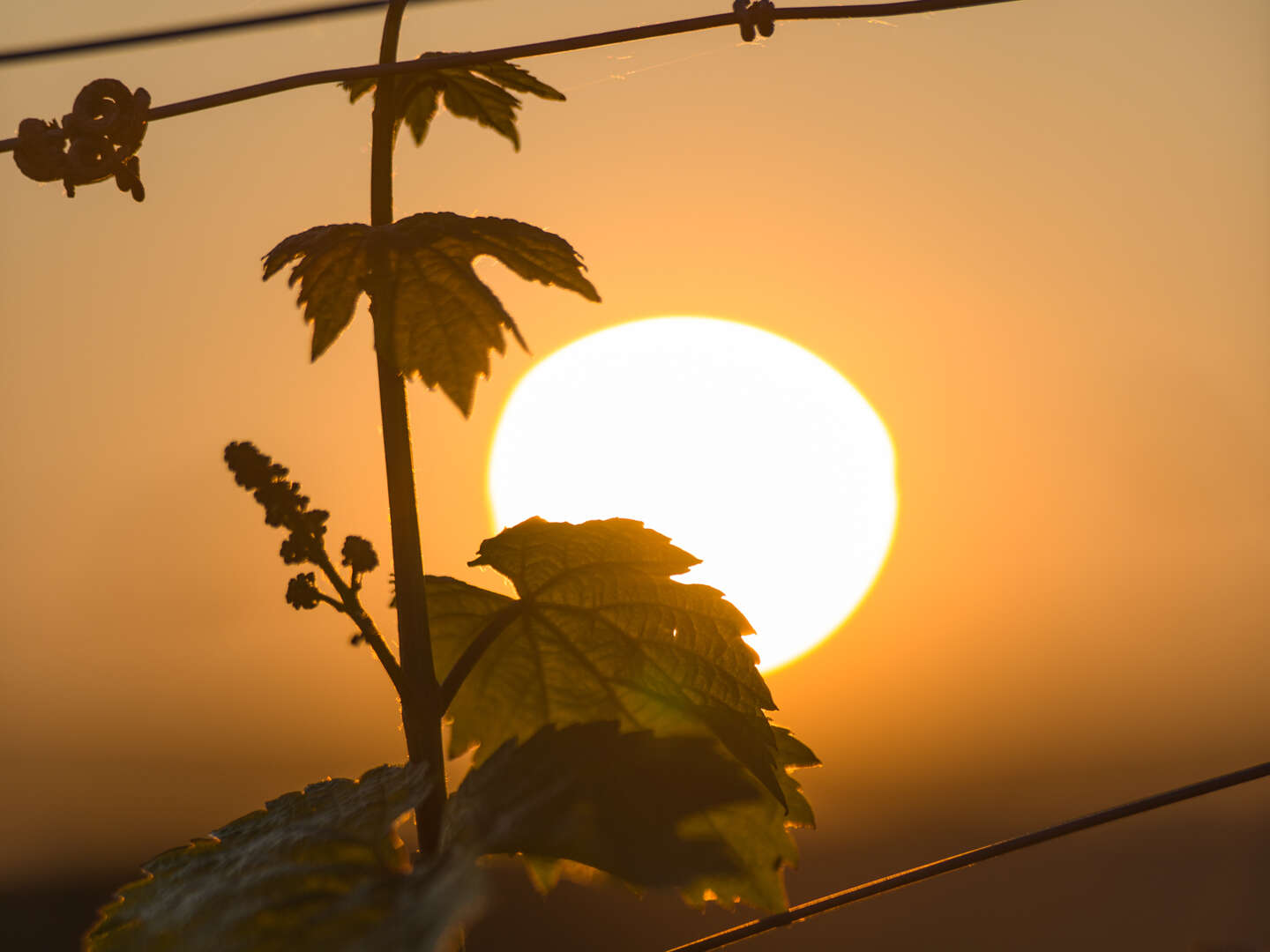 2 Tage Drahtesel - Die Weinregion Saale-Unstrut mit dem Rad 