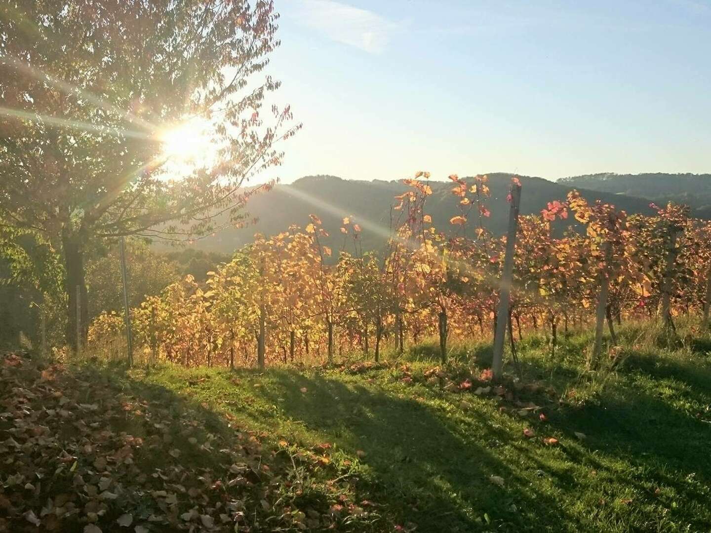 Fasten & Wandern in der herbstlichen Südsteiermark | 7 Nächte