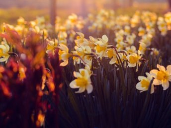 3 Tage Frühlings-Special Kurzurlaub - Auszeit in der Weinregion Rheinhessen  