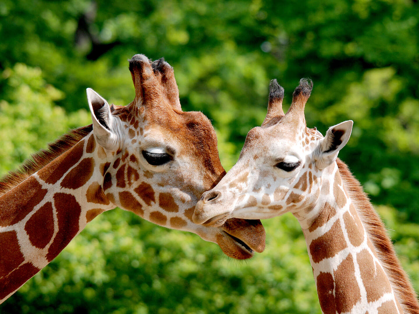 Magdeburgs Zoo-Abenteuer inkl. 3-Gang Menü | 4 Nächte