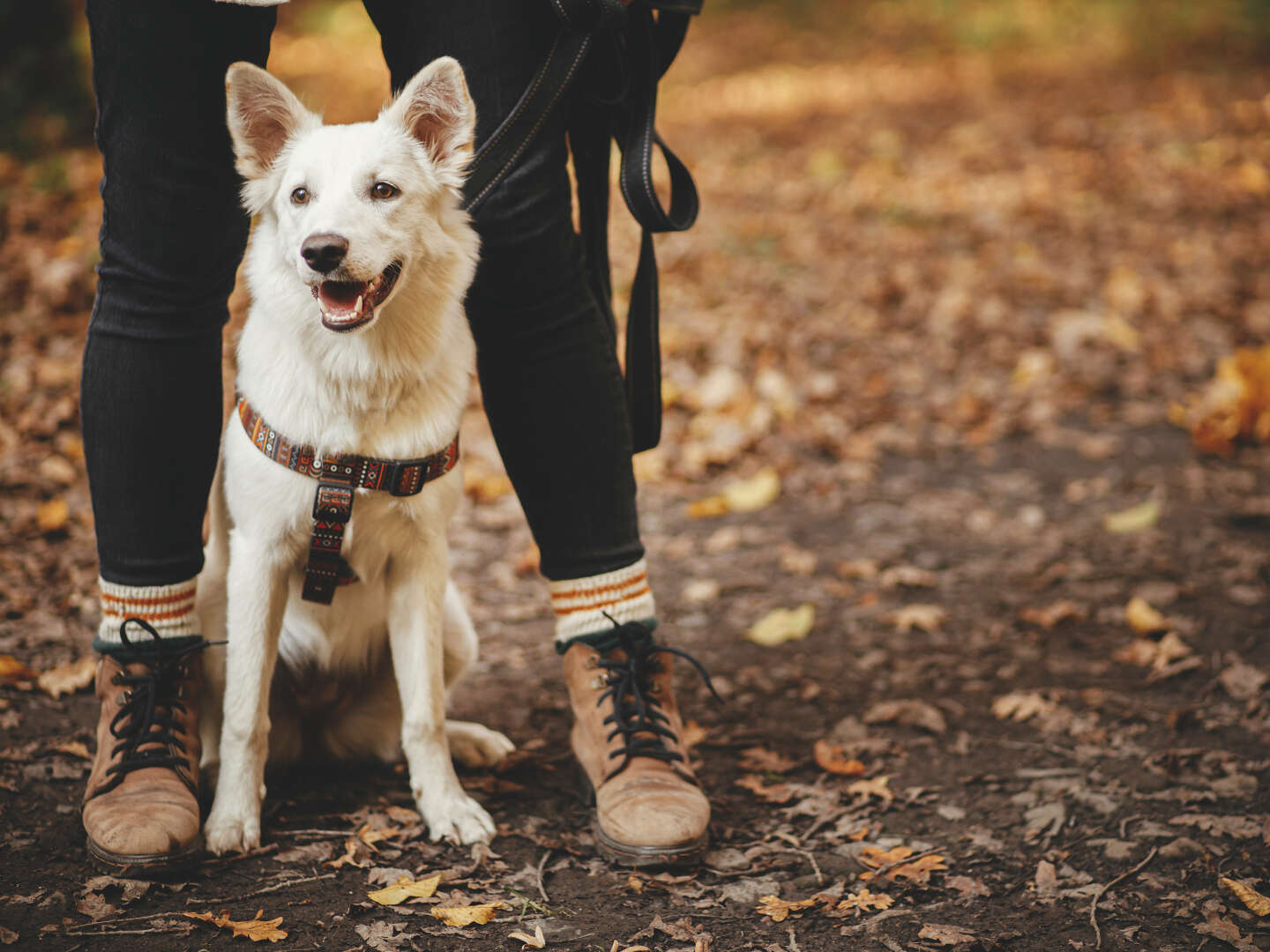 Auf 4 Pfoten durch den Harz - 3 Tage Kurzurlaub mit Hund in Braunlage 