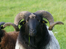 8 Tage Seenplatte mit Paddel und Pedale Leihfahrrad inklusive