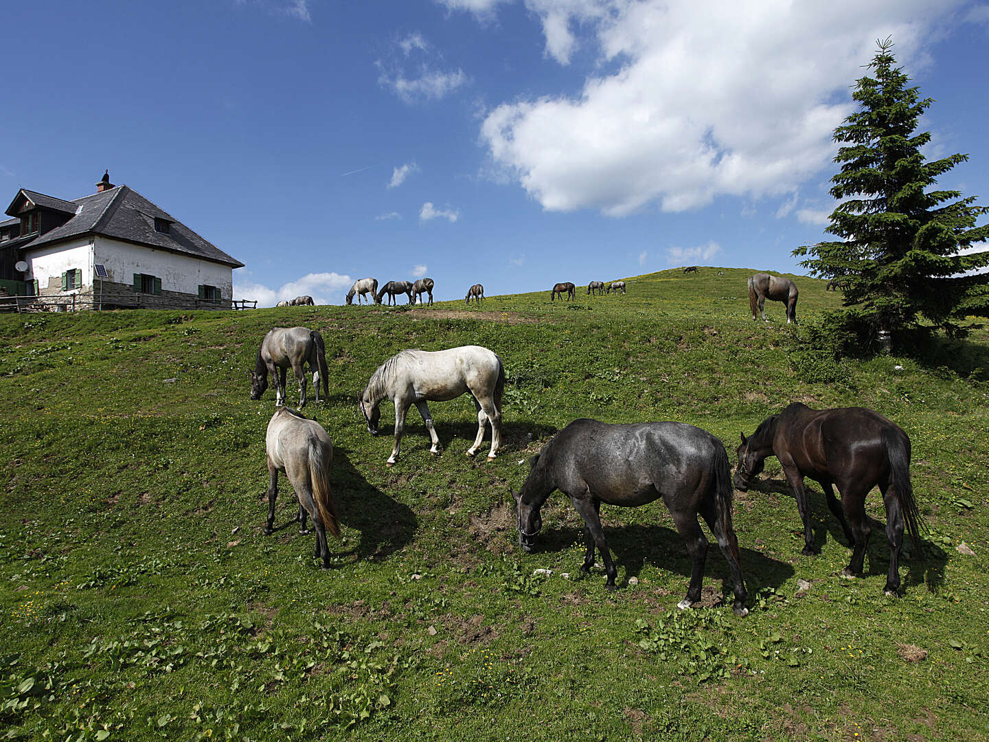 Wanderurlaub Steiermark - Heimat der Lippizaner entdecken | 4 Nächte