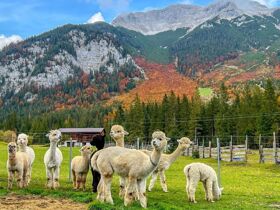 Sommerspecial inklusive 