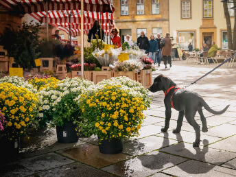 Urlaub mit Hund: Gemeinsam entspannen und wohlfühlen!  | 3 Tage