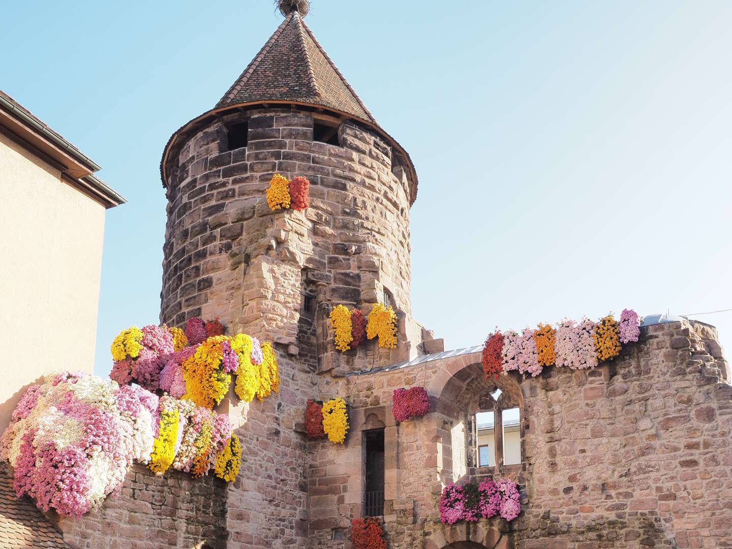 Blühende Meisterwerke im Herbst – Chrysanthema in Lahr