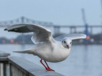 4 Tage Ostsee - Inmitten zentrale Lage mit vielen Sehenswürdigkeiten inkl. 1 x Abendessen