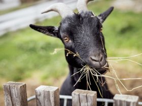 Zeit zum Genießen & Entspannen: Auszeit im steirischen Bergland inkl. Halbpension | 4 Nächte