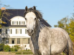 Ferien auf Gut Immenhof 3=2