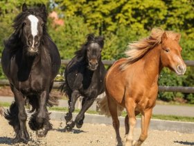 Ferien auf Gut Immenhof 3=2