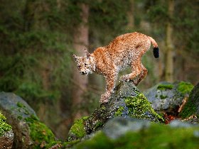 Goldener Fachwerkzauber in Wernigerode - 3 Tage im Harz