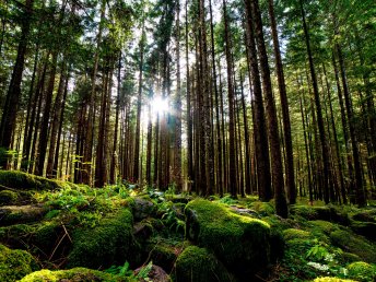 Harzzeit & Bahnerlebnis - 5 Tage in Wernigerode