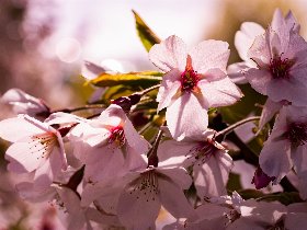3 Tage Ostern in Bonn – Frühlingserwachen unter blühenden Kirschbäumen